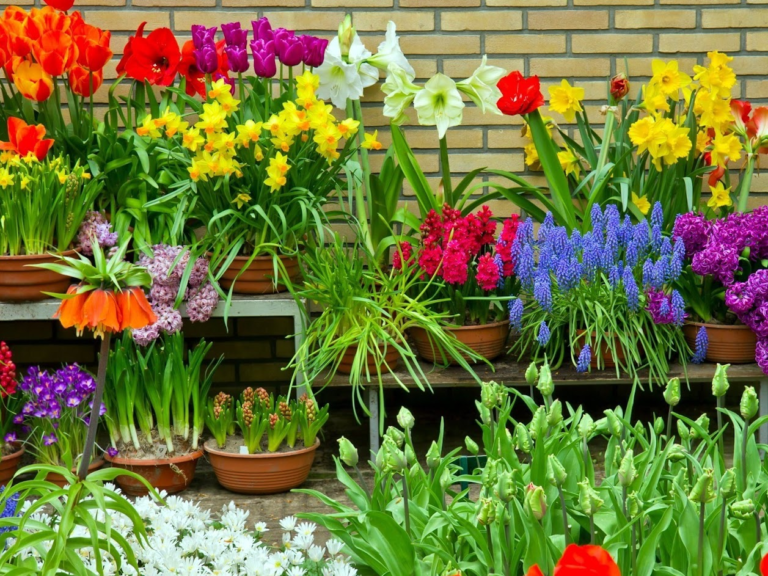 Какие цветы посадить, чтобы цвели все лето