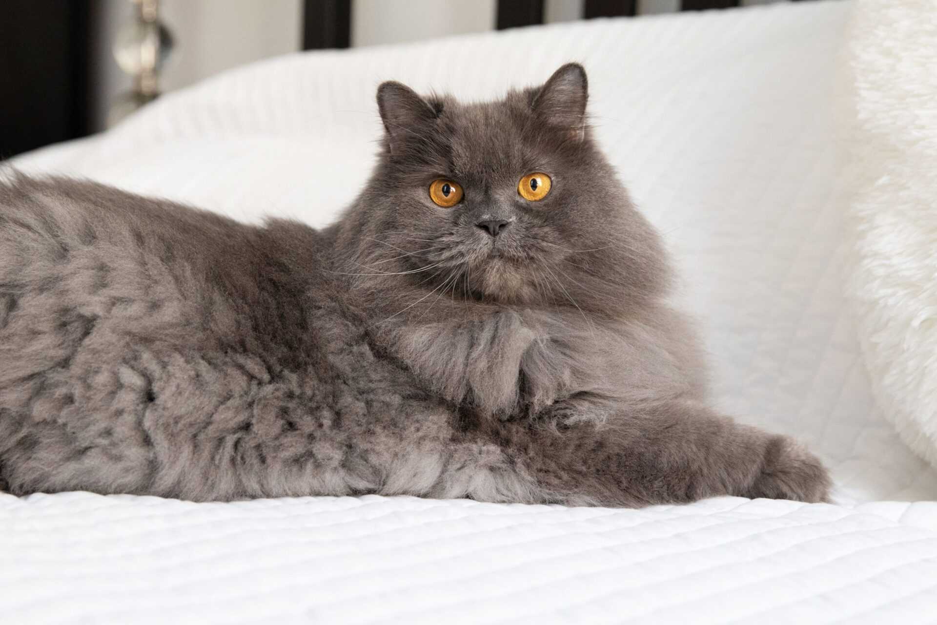 Персидские кошки