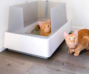 кот лоток