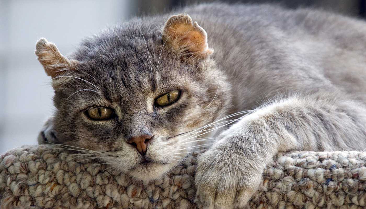 старение кошки