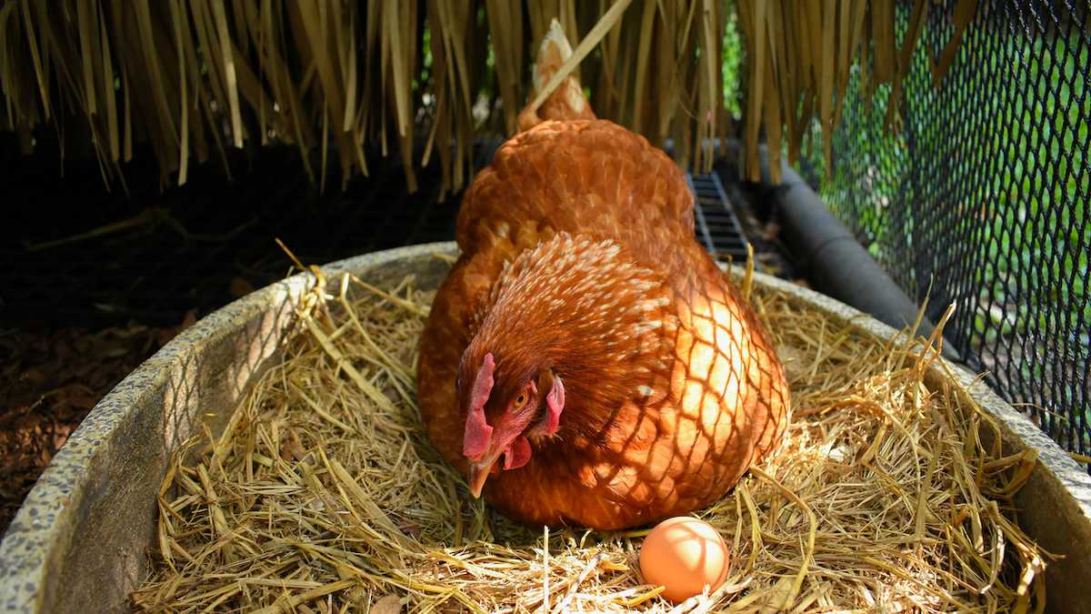 яйценосские породы кур