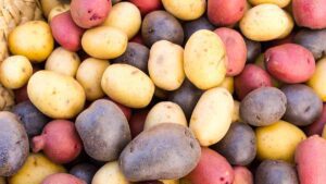 учшая картошка для посадки