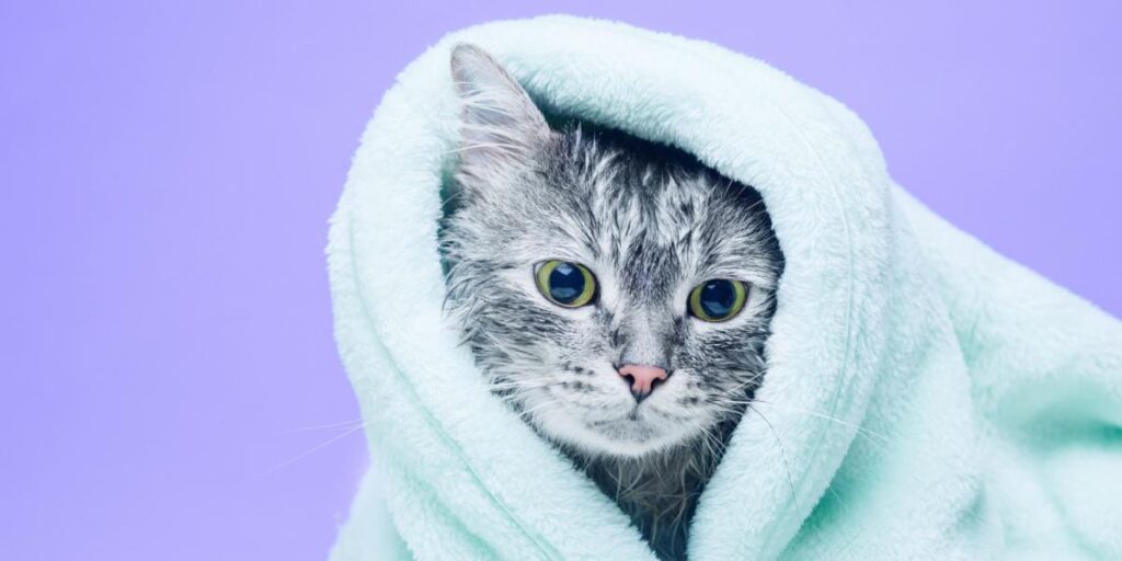 чем купать кошку