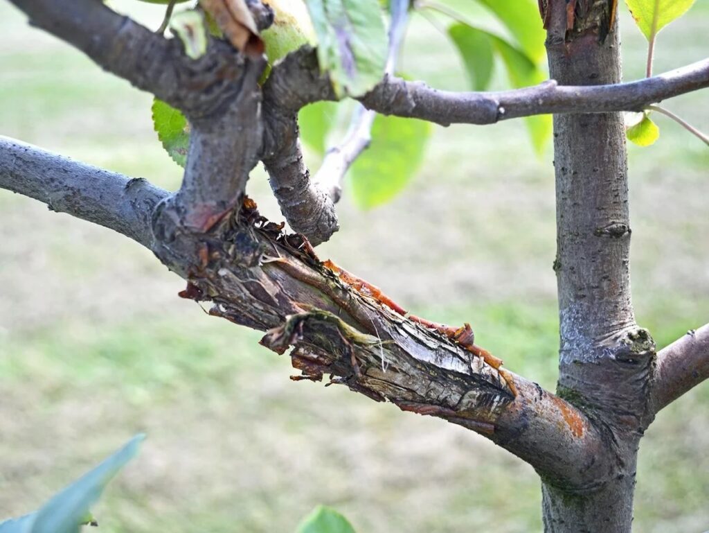 рак дерева