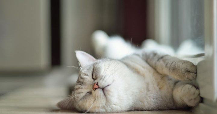 как назвать кота мальчика