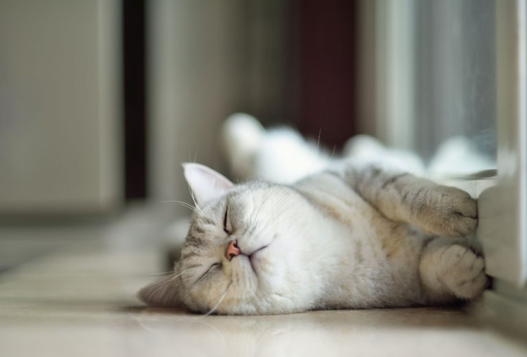 Як назвати кота: цікаві клички для котів хлопчиків