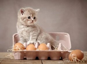Чи можна коту варене яйце та як часто його давати