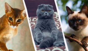 Найрозумніші породи котів у світі