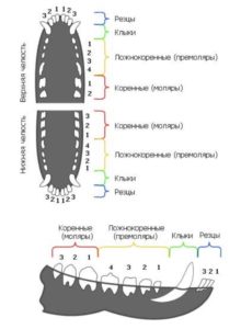 Скільки зубів у собаки та цуценяти
