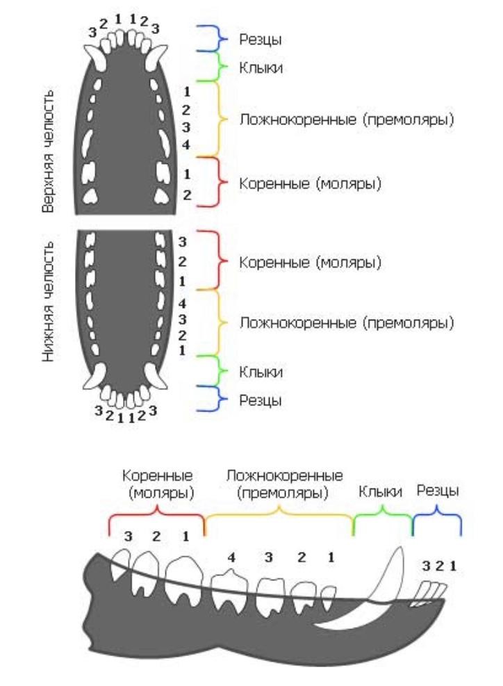 Скільки зубів у собаки та цуценяти