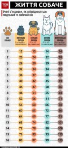 Як правильно перевести собачі роки в людські