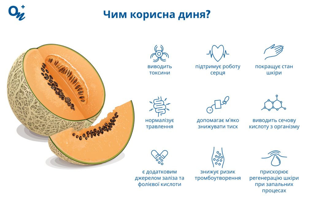 Чим корисна диня для здоров'я та організму