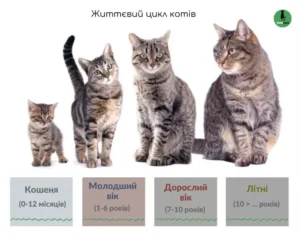 До якого віку ростуть коти різних порід