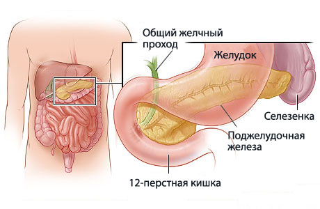 Де знаходиться підшлункова залоза у людини